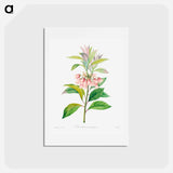 アートポストカード-Redvein enkianthus - ピエール ジョゼフ ルドゥーテ Postcard.
