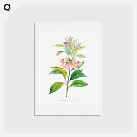 アートポストカード-Redvein enkianthus - ピエール ジョゼフ ルドゥーテ Postcard.
