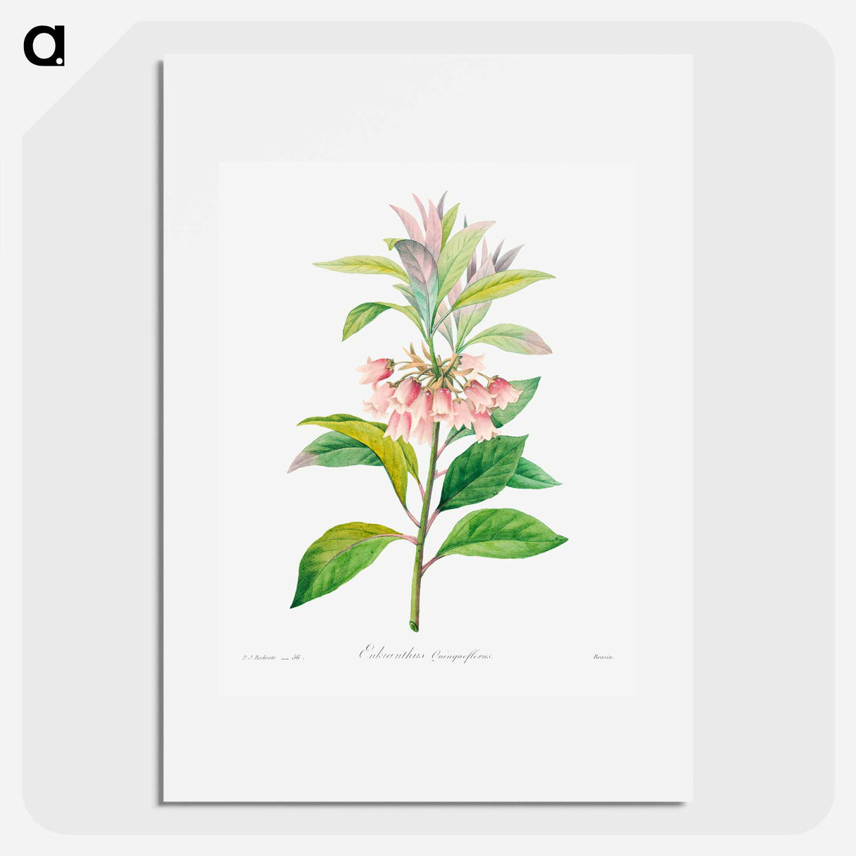 Redvein enkianthus - ピエール ジョゼフ ルドゥーテ Poster.