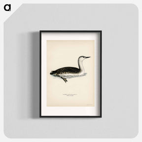 アートポスター-Red-Throated Loon
 - スヴェンスカ フォグラル Poster.