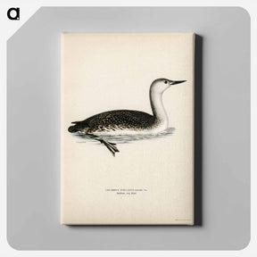 アートパネル-Red-Throated Loon
 - スヴェンスカ フォグラル Canvas.