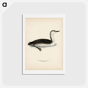 アートポストカード-Red-Throated Loon
 - スヴェンスカ フォグラル Postcard.