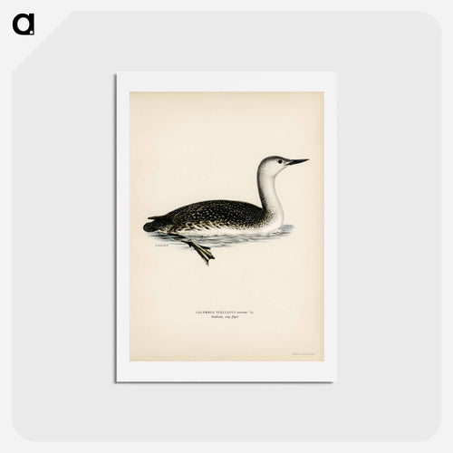 Red-Throated Loon
 - スヴェンスカ フォグラル Postcard.
