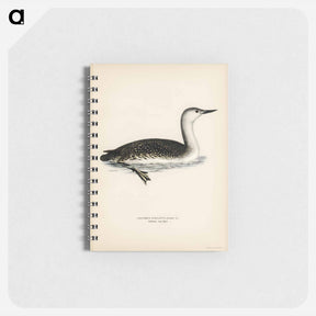 アートメモ帳-Red-Throated Loon
 - スヴェンスカ フォグラル Memo.