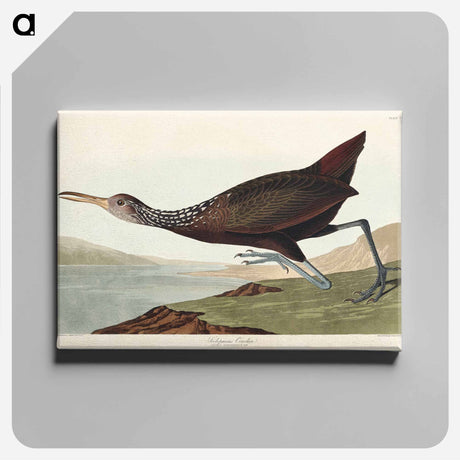 アートパネル-Scolopaceus Courlan from Birds of America
 - アメリカの鳥たち Canvas.