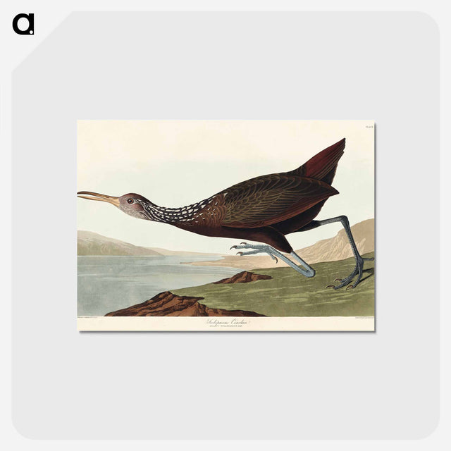 アートポストカード-Scolopaceus Courlan from Birds of America
 - アメリカの鳥たち Postcard.