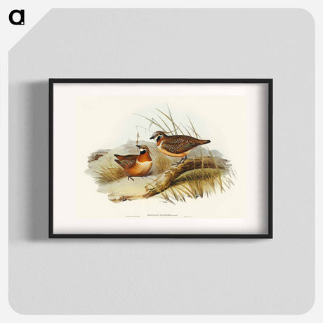 アートポスター-Plumed Partridge Bronze-wing
 - オーストラリアの鳥 Poster.