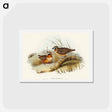 アートポストカード-Plumed Partridge Bronze-wing
 - オーストラリアの鳥 Postcard.
