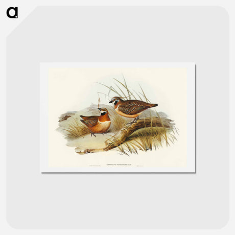 アートポストカード-Plumed Partridge Bronze-wing
 - オーストラリアの鳥 Postcard.