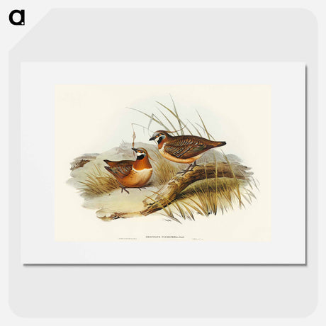 アートポスター-Plumed Partridge Bronze-wing
 - オーストラリアの鳥 Poster.