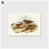 アートポストカード-Plumed Partridge Bronze-wing
 - オーストラリアの鳥 Postcard.
