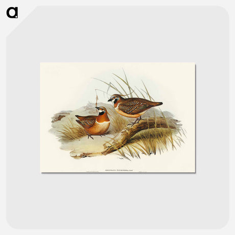 アートポストカード-Plumed Partridge Bronze-wing
 - オーストラリアの鳥 Postcard.