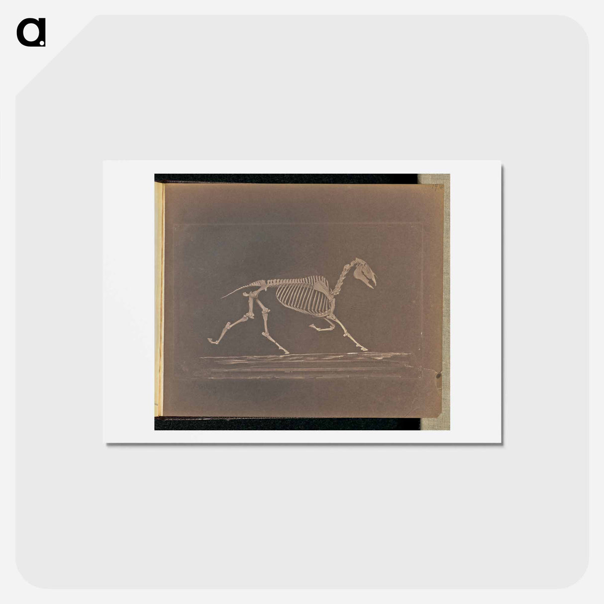 アートポストカード-Trotting
 - エドワード マイブリッジ Postcard.