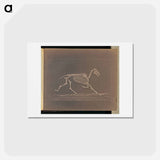 アートポストカード-Trotting
 - エドワード マイブリッジ Postcard.