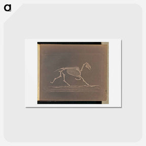アートポストカード-Trotting
 - エドワード マイブリッジ Postcard.