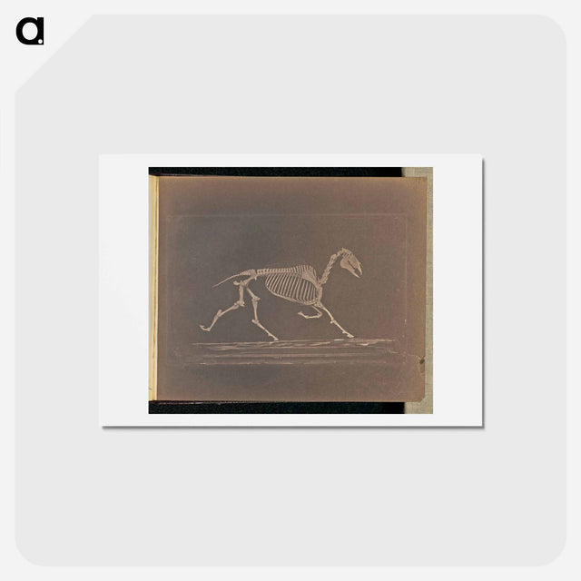 アートポストカード-Trotting
 - エドワード マイブリッジ Postcard.
