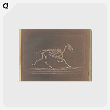 アートポストカード-Trotting
 - エドワード マイブリッジ Postcard.