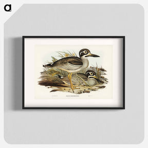 アートポスター-Large-billed Plover
 - ジョン グールド Poster.