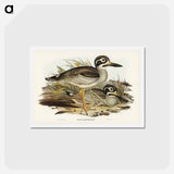 アートポストカード-Large-billed Plover
 - ジョン グールド Postcard.