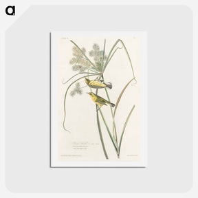 アートポストカード-Prairie Warbler
 - ジョン ジェームス オーデュボン Postcard.