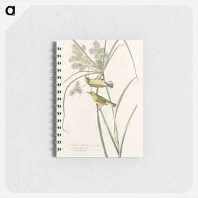 アートメモ帳-Prairie Warbler
 - ジョン ジェームス オーデュボン Memo.