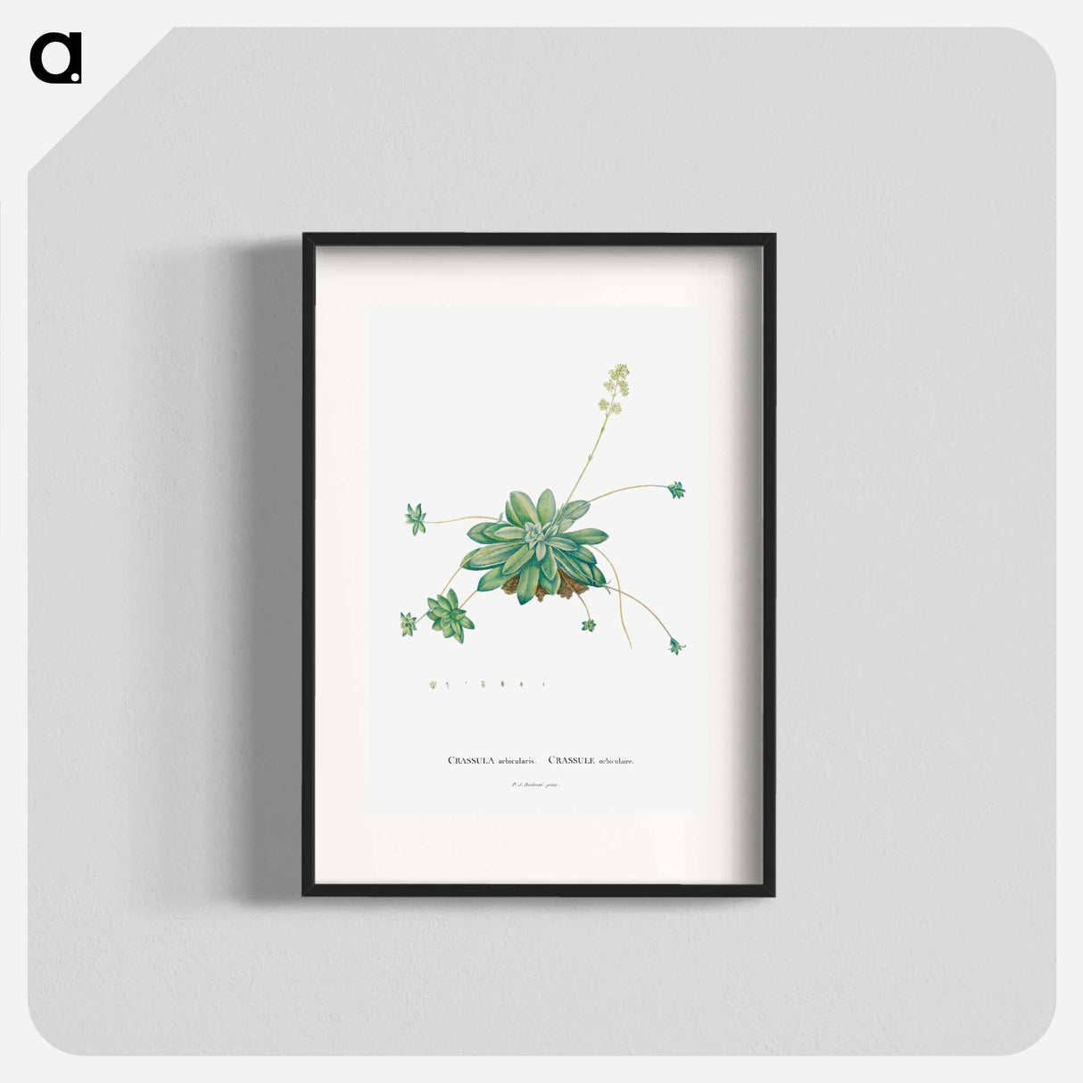 Crassula Orbicularis - Pierre Joseph Redouté Poster.