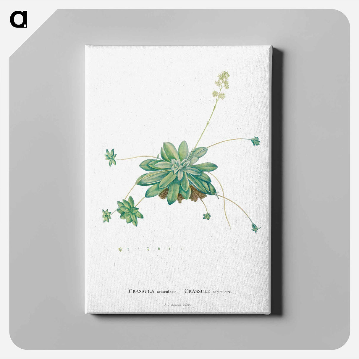 アートパネル-Crassula Orbicularis - ピエール ジョゼフ ルドゥーテ Canvas.