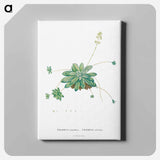 アートパネル-Crassula Orbicularis - ピエール ジョゼフ ルドゥーテ Canvas.