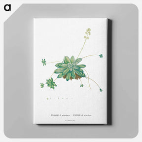 アートパネル-Crassula Orbicularis - ピエール ジョゼフ ルドゥーテ Canvas.