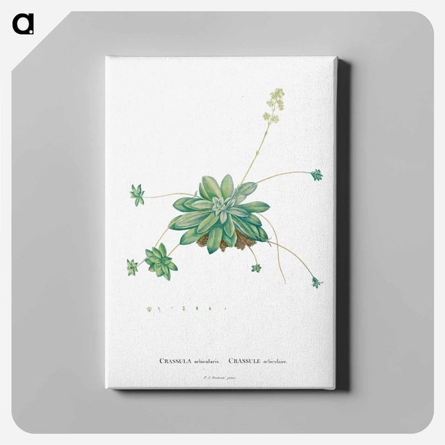 アートパネル-Crassula Orbicularis - ピエール ジョゼフ ルドゥーテ Canvas.