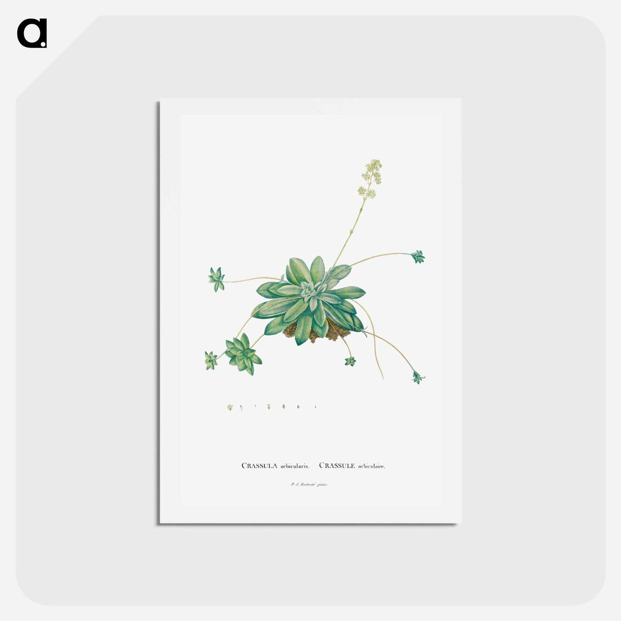 アートポストカード-Crassula Orbicularis - ピエール ジョゼフ ルドゥーテ Postcard.