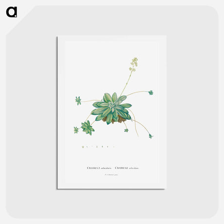 アートポストカード-Crassula Orbicularis - ピエール ジョゼフ ルドゥーテ Postcard.