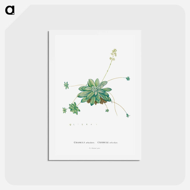 アートポストカード-Crassula Orbicularis - ピエール ジョゼフ ルドゥーテ Postcard.