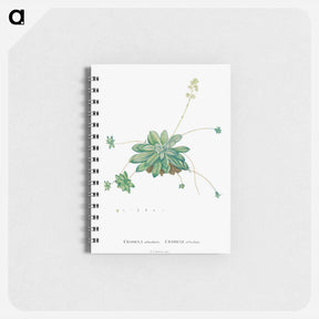 アートメモ帳-Crassula Orbicularis - ピエール ジョゼフ ルドゥーテ Memo.