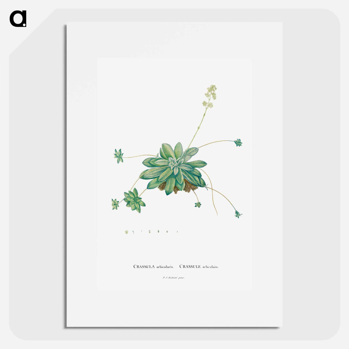 Crassula Orbicularis - Pierre Joseph Redouté Poster.