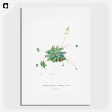 Crassula Orbicularis - Pierre Joseph Redouté Poster.