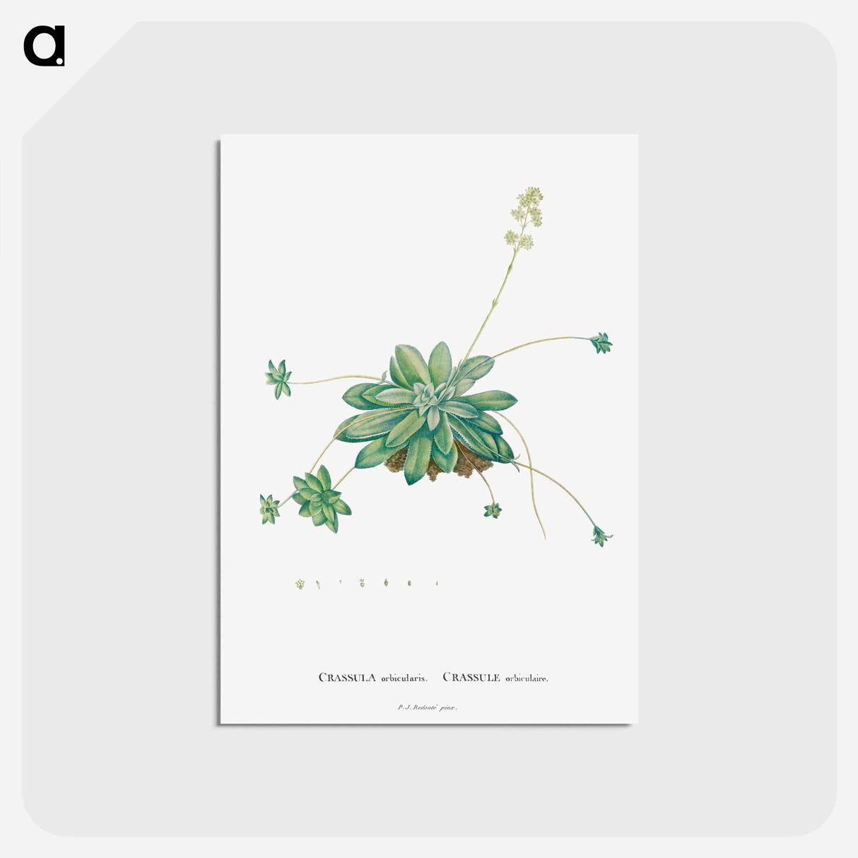 アートポストカード-Crassula Orbicularis - ピエール ジョゼフ ルドゥーテ Postcard.