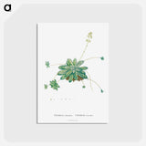 アートポストカード-Crassula Orbicularis - ピエール ジョゼフ ルドゥーテ Postcard.