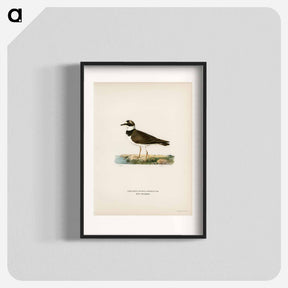 アートポスター-Little Ringed Plover
 - スヴェンスカ フォグラル Poster.