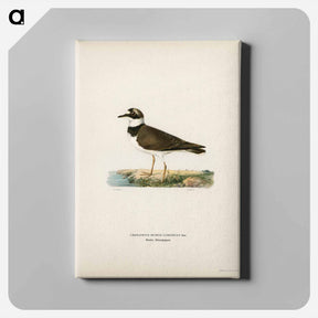 アートパネル-Little Ringed Plover
 - スヴェンスカ フォグラル Canvas.