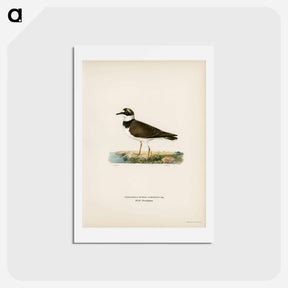アートポストカード-Little Ringed Plover
 - スヴェンスカ フォグラル Postcard.