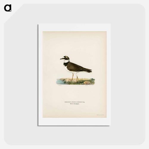 Little Ringed Plover
 - スヴェンスカ フォグラル Postcard.