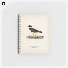 アートメモ帳-Little Ringed Plover
 - スヴェンスカ フォグラル Memo.