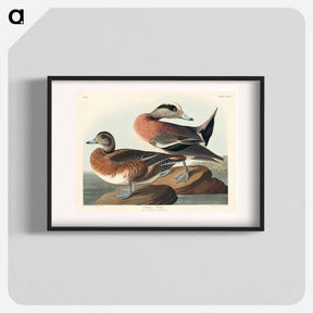 アートポスター-American Widgeon from Birds of America
 - アメリカの鳥たち Poster.