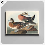 アートパネル-American Widgeon from Birds of America
 - アメリカの鳥たち Canvas.