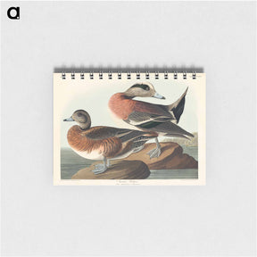 アートメモ帳-American Widgeon from Birds of America
 - アメリカの鳥たち Memo.
