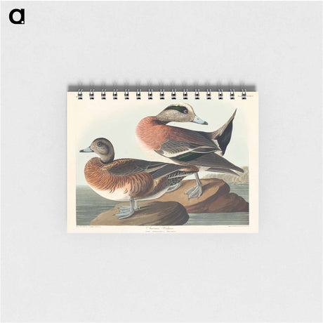 アートメモ帳-American Widgeon from Birds of America
 - アメリカの鳥たち Memo.