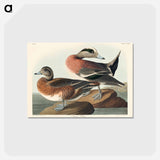 アートポストカード-American Widgeon from Birds of America
 - アメリカの鳥たち Postcard.