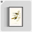 アートポスター-Elegant Grass-Parakeet
 - オーストラリアの鳥 Poster.