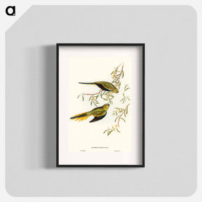 アートポスター-Elegant Grass-Parakeet
 - オーストラリアの鳥 Poster.